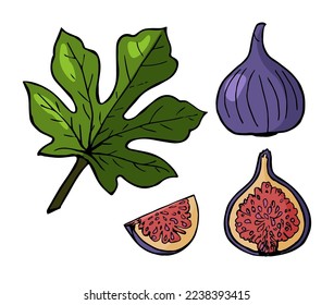 Vector pattern with fruits and pieces of figs and green leaves on a light background. Isolated illustration on a light green background for a fabric element, design, poster, print, art, text