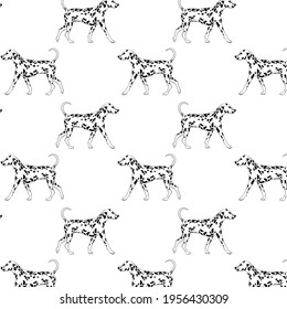 Vector pattern with hand drawn   illustration of dalmatian isolated. Creative realistic artwork.  Template for card, poster, banner, print for t-shirt, pin, badge, patch.