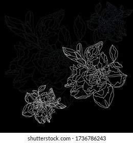 Vector pattern illustration of azalea realistic image with flower, bud and leaves  with black background. Great for labels and wallpapers.