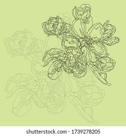 vector pattern illustration of a blooming apple tree with flower, buds and leaves black outline on a yellow background