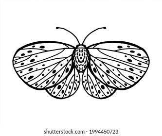 
Vector pattern with line drawn butterflies with beautiful wings. Print  and background with insects for prints on paper and fabric. Page for coloring book