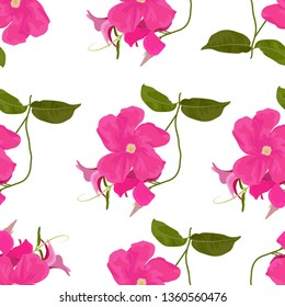 Vector pattern of mandevilla sanden with leaves isolated on white background. Botanical seamless in pink colors. Floral print of exotic tropical plant. Mandevilla or dipladenia in cartoon flat style