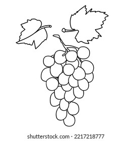 Vector pattern of a vine.Grape variety Cardinal.Image on white and colored background.