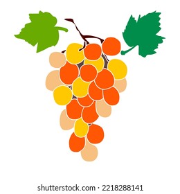 Vector pattern of a vine.Grape variety Cardinal.Image on white and colored background.