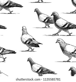 Vector pattern of walking urban pigeons