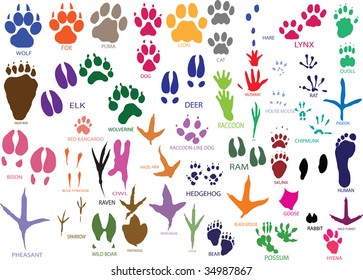 Vector paw prints of animals and birds