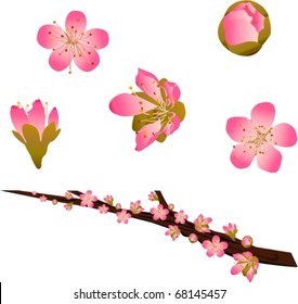 桃の花 のイラスト素材 画像 ベクター画像 Shutterstock