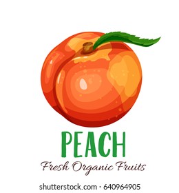 Vector peach. Fruit illustration for farm market menu. Healthy food design