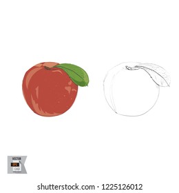 Vector Peach Fruit Sketched and in Color Illustration that is Hand Drawn and Highly Detailed Line Art