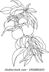  Arte de la línea de melocotón vectorial. Ilustración de frutos blancos y negros.  Se puede usar como afiche. 