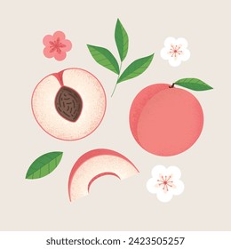 Vector peach slice elements set