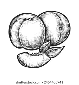 Vector peach or stone fruit sketch. Hand drawn summer plant food for vegetarian, vegan or veggie culinary. Ink drawing of botanical agriculture. Grocery for food market or garden organic harvest