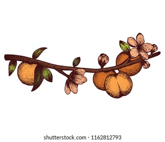 Vector Peach Tree Vintage Sketch. Hand Drawn Illustration. Engraved Fruit Drawing. Botanical Design Template.