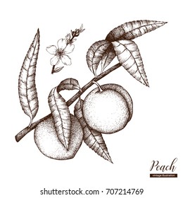 Vector Peach Tree Vintage Sketch. Hand Drawn Illustration. Engraved Fruit Drawing. Botanical Design Template. 