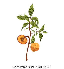 Vector  peach twig illustration. Illustration for post card. Vintage natural botanic illustration of peach