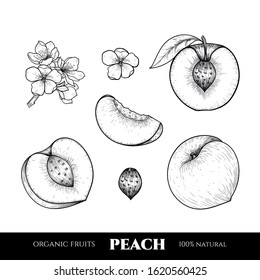 Vector peaches hand drawn sketch. Sketch vector food illustration. Vintage style
