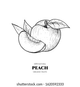 Vector peaches hand drawn sketch. Sketch vector food illustration. Vintage style