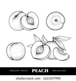 Vector peaches hand drawn sketch. Sketch vector food illustration. Vintage style