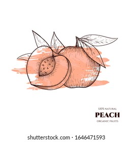 Vector peaches hand drawn sketch. Sketch vector food illustration. Vintage style