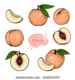 El boceto dibujado a mano por los duraznos vectoriales. Esbozar ilustración de alimento vectorial. Estilo vintage