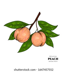 Vector peaches hand drawn sketch. Sketch vector food illustration. Vintage style