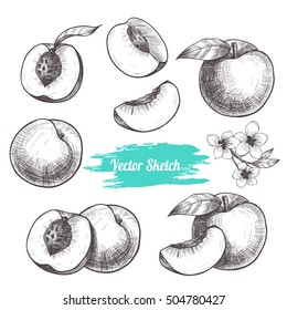 Vector peaches hand drawn sketch with flowers .  Sketch vector  food illustration. Vintage style