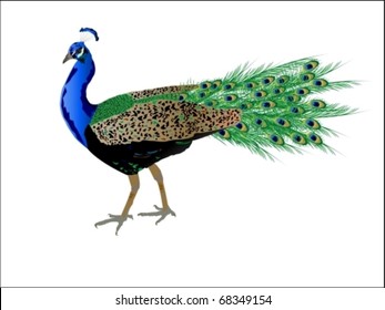 Vector peacock with beautiful feathers