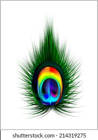 Vector Peacock Feather illustration 