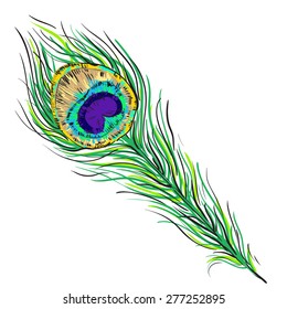 Vector peacock feather illustration isolated on white