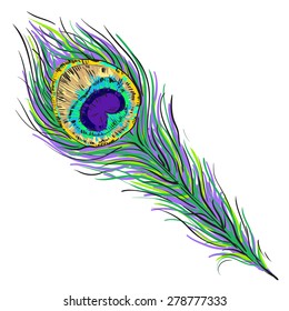 Vector peacock feather illustration isolated on white