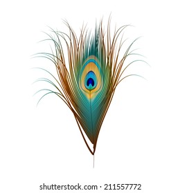 Vector Peacock Feather Isolated on White Background