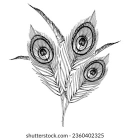 Vector peacock feathers bouquet hand drawn graphic black and white illustration