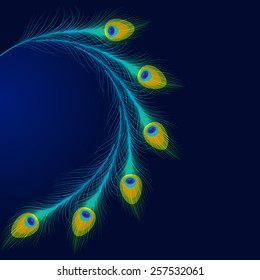 Vector peacock feathers on blue background with space for text.
