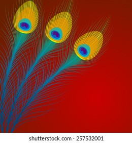 Vector peacock feathers on red background with space for text.