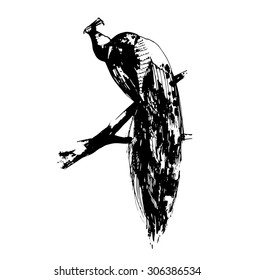 vector peacock on a branch