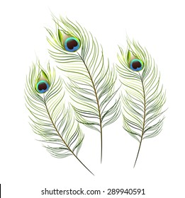 vector peacock on white background