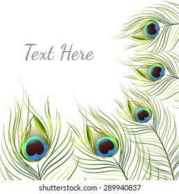 vector peacock on white background