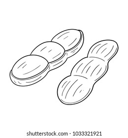 vector of peanut