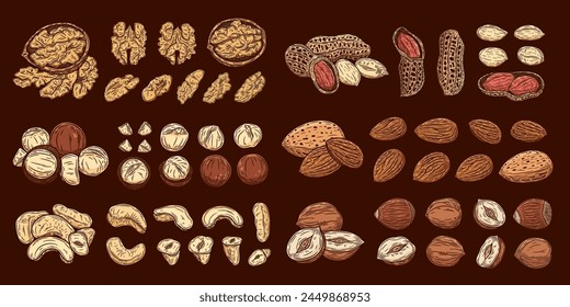 Vector peanut, almond, hazelnut, cashew, walnut and macadamia nuts illustrations. Nut kernels and shells illustrations