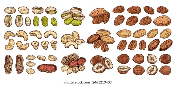 Vector peanut, cashew, almond, pistachio, hazelnut and pecan nuts illustrations. Nut kernels and shells illustrations