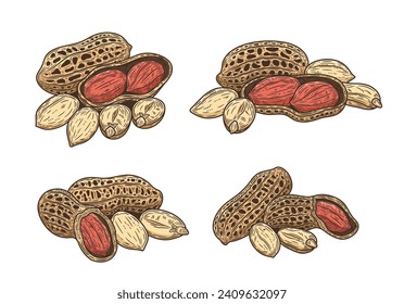 Vector peanut hand-drawn colorful illustrations. Hand-drawn peanut seeds and shells