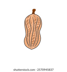 vector peanut image. Colored image of peanut