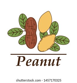 Vector peanut logo in cartoon style. illustration for design and web isolated on white background.