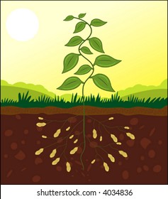 Vector of a peanut plant