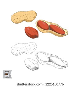 Vector Peanuts Fruit Sketched and in Color Illustration that is Hand Drawn and Highly Detailed Line Art
