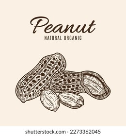 Vector peanuts hand-drawn illustration, peanuts seeds and shells