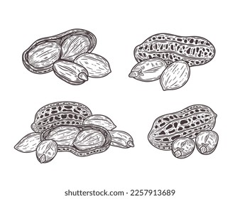 Vector peanuts hand-drawn illustrations, peanuts seeds and shells