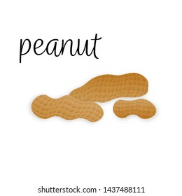 Vector peanuts in realistic style on white background for template label, packaging snack and emblem farmer market design
