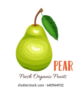 Vector pear. Fruit illustration for farm market menu. Healthy food design