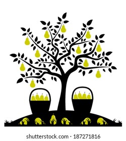 vector pear tree and baskets of pears